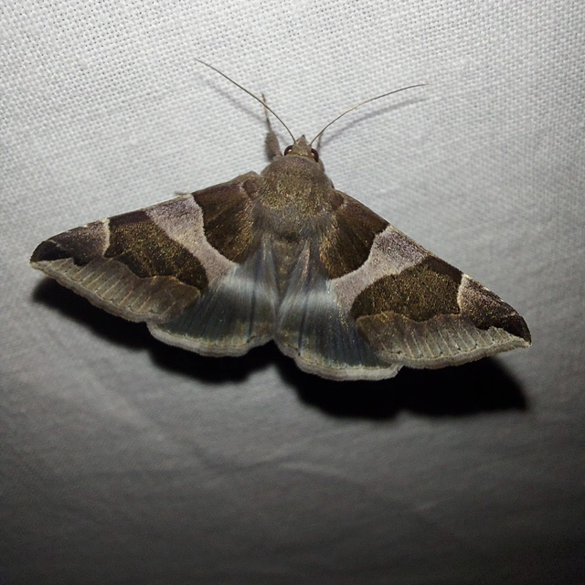 Dysgonia algira - déli porcelánbagoly