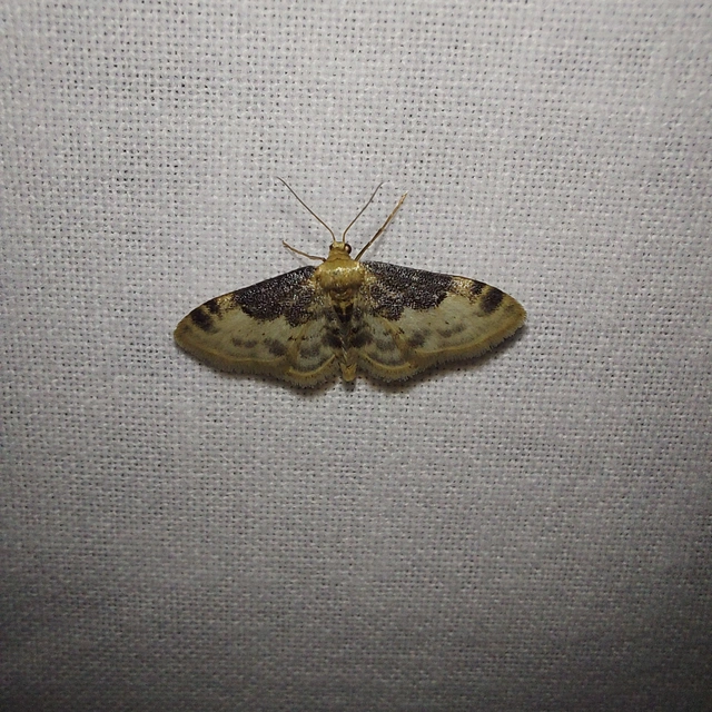 Idaea filicata - sötéttövű apróaraszoló