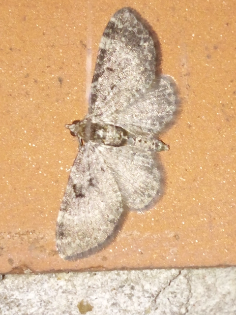 Pasiphila chloerata - hamvas törpearaszoló