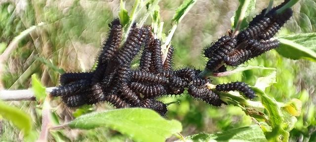 Saturnia pavoniella/pavonia