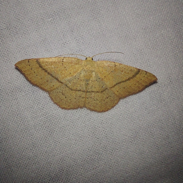 Cyclophora ruficiliaria - vörösrojtú pettyesaraszoló