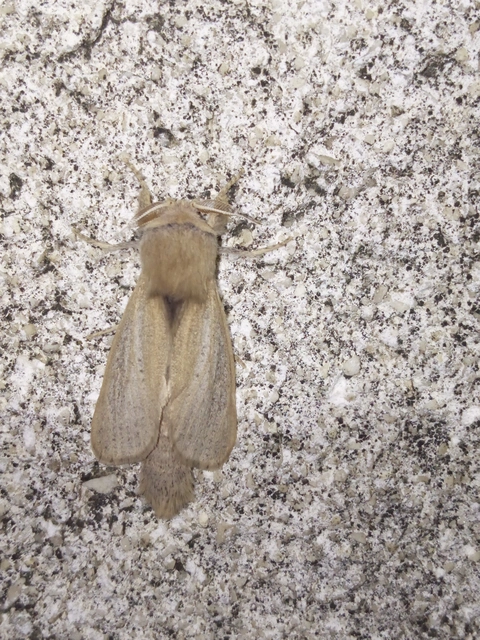 Phragmataecia castaneae - nádfúrólepke