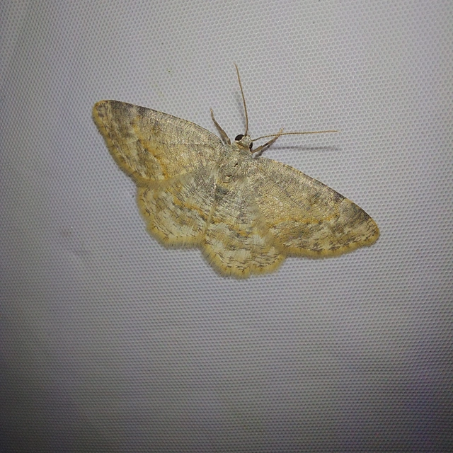 Charissa variegata - tarka sziklaaraszoló