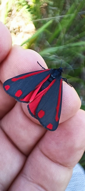 Tyria jacobaeae - jakabfű-medvelepke