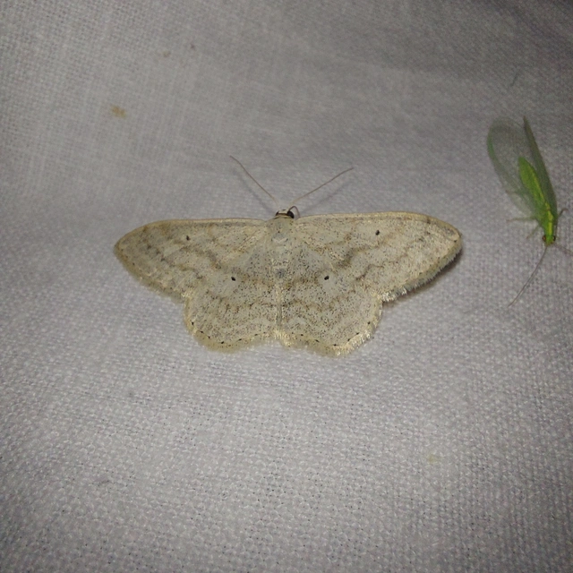 Scopula incanata - hamvas sávosaraszoló