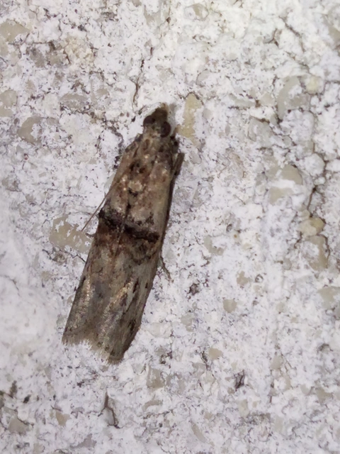 Nephopterix angustella - kecskerágó-karcsúmoly