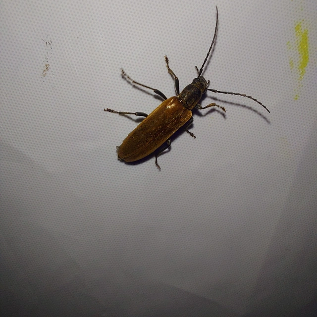 Sparedrus testaceus - szőrös álcincér