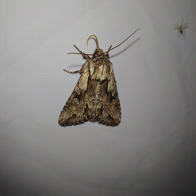 Chloantha hyperici - orbáncfű-sugarasbagoly