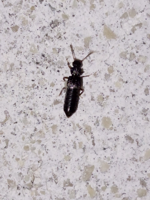 Anotylus rugosus - rovátkáshátú korhóholyva Anotylus rugosus - rovátkáshátú korhóholyva