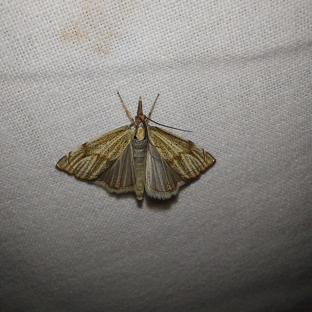 Thisanotia chrysonuchella - tavaszi fűgyökérmoly
