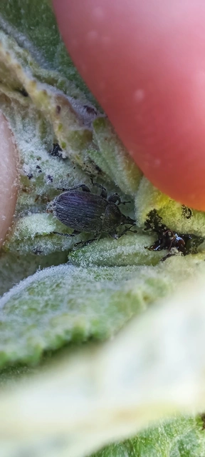 Rhinusa asellus - szőrcsillagos ökörfarkkóró-ormányos