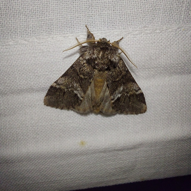 Drymonia dodonea - bélyeges púposszövő