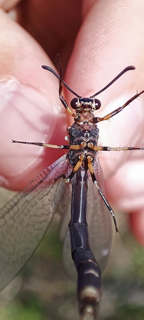Myrmeleon formicarius - erdei hangyaleső