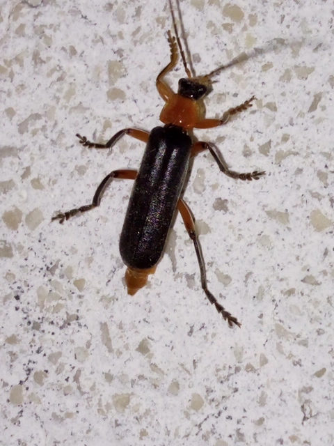 Cantharis pellucida - ligeti lágybogár