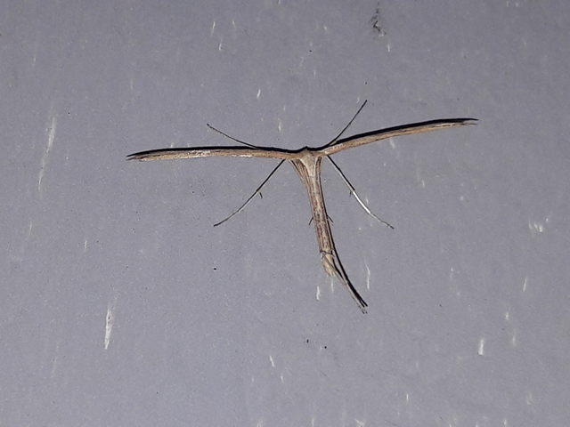 Pterophoridae - tollasmolyfélék