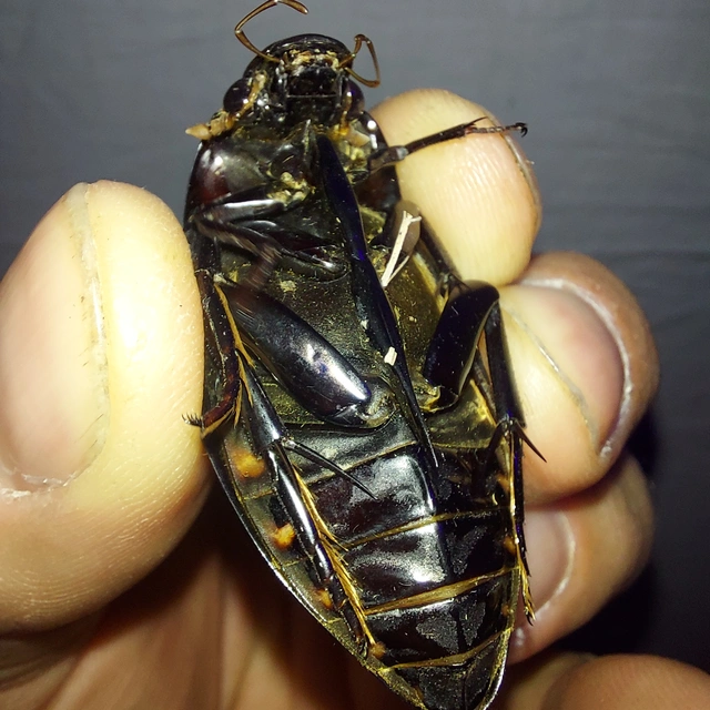 Hydrophilus piceus - közönséges óriáscsibor