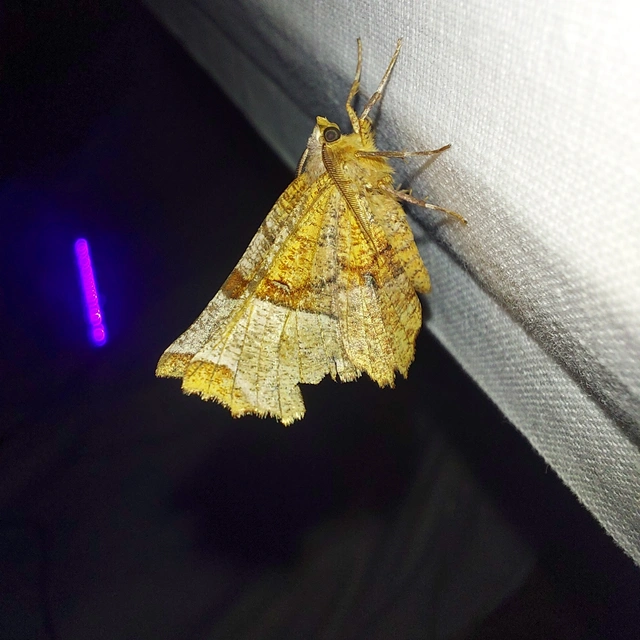 Selenia lunularia - egyfoltos holdasaraszoló