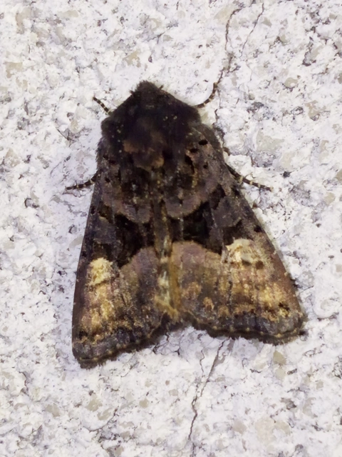 Euplexia lucipara - szeder-csipkésbagoly