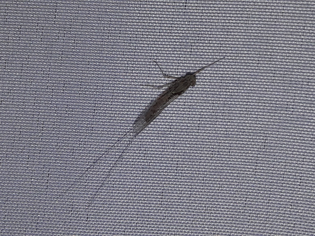 Ephemeroptera - Kérészek