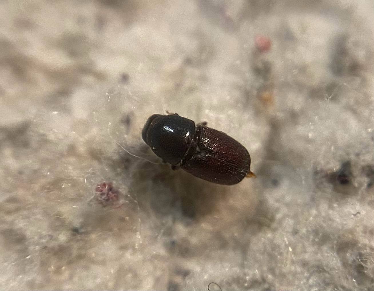 Scolytus intricatus - tölgy-kéregszú