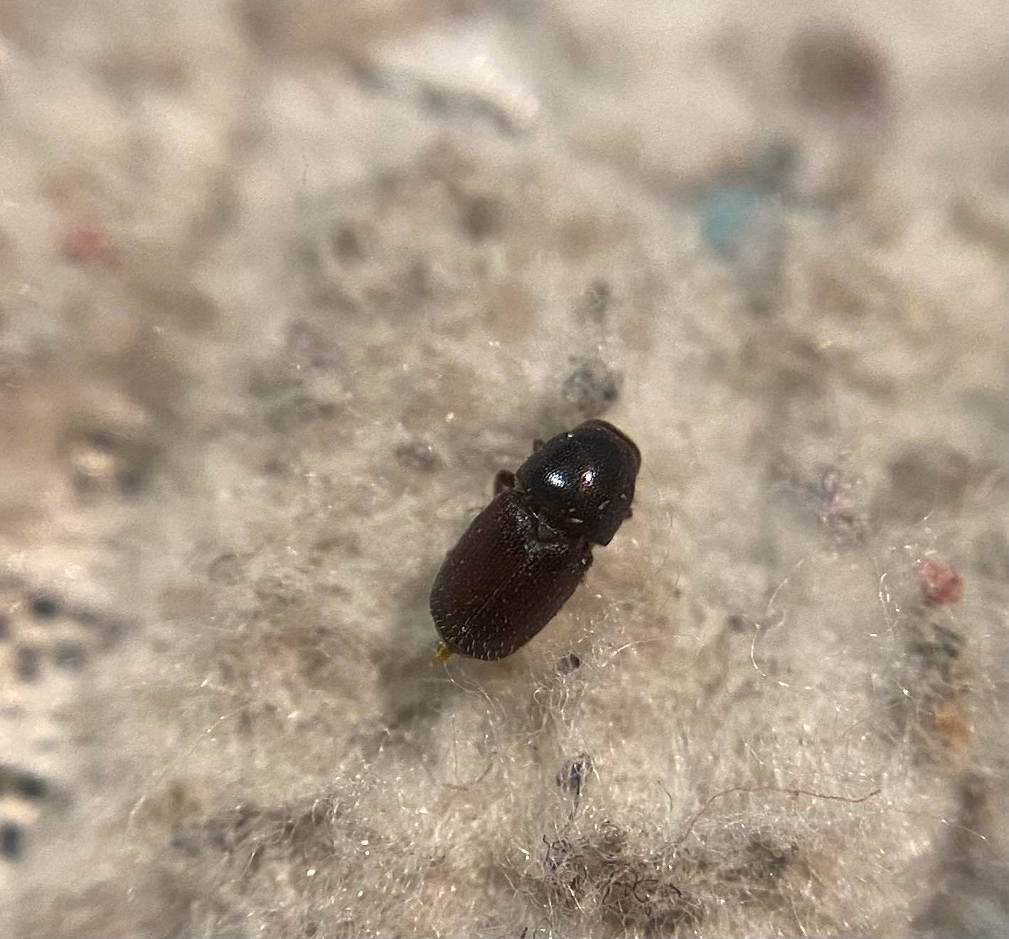 Scolytus intricatus - tölgy-kéregszú