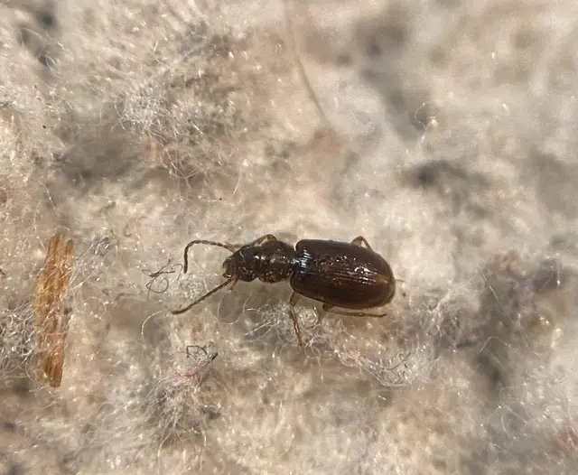 Acupalpus luteatus - barna törpefutonc