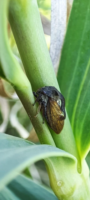 Centrotus cornutus - szarvaskabóca