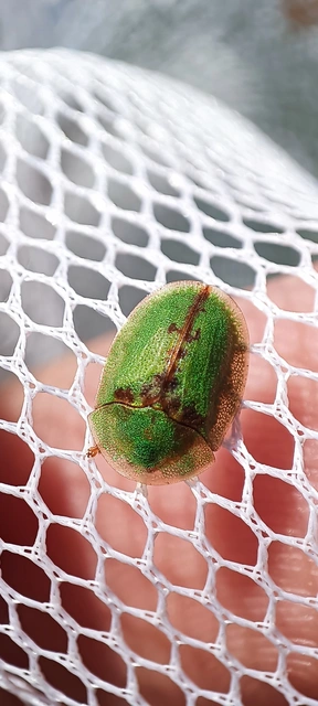 Cassida pannonica - pannon pajzsbogár