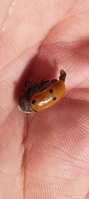 Lachnaia sexpunctata - szőrösnyakú zsákhordóbogár