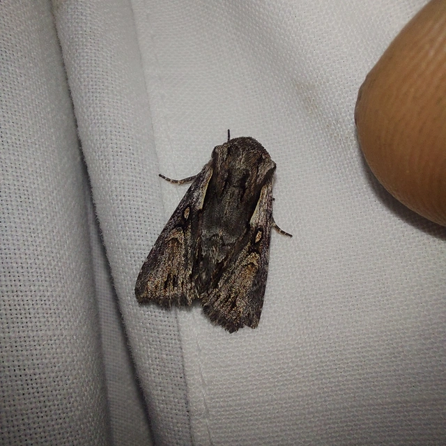Chloantha hyperici - orbáncfű-sugarasbagoly