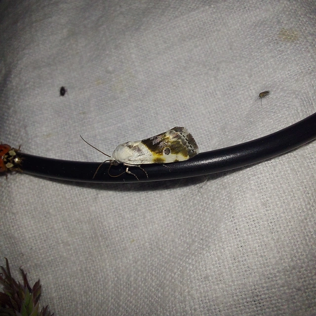 Ponometia candefacta - parlagfűbagoly