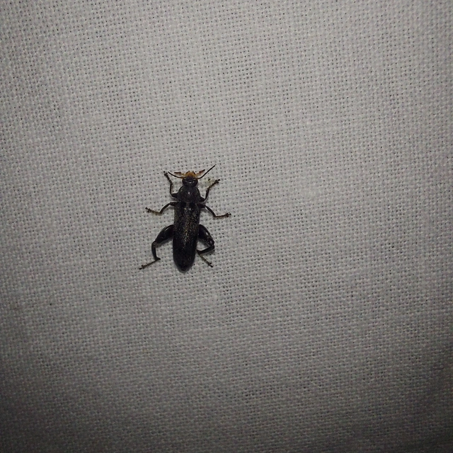 Osphya bipunctata - kétalakú komorka