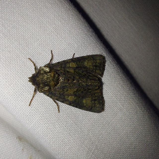 Craniophora ligustri - fagyalbagoly