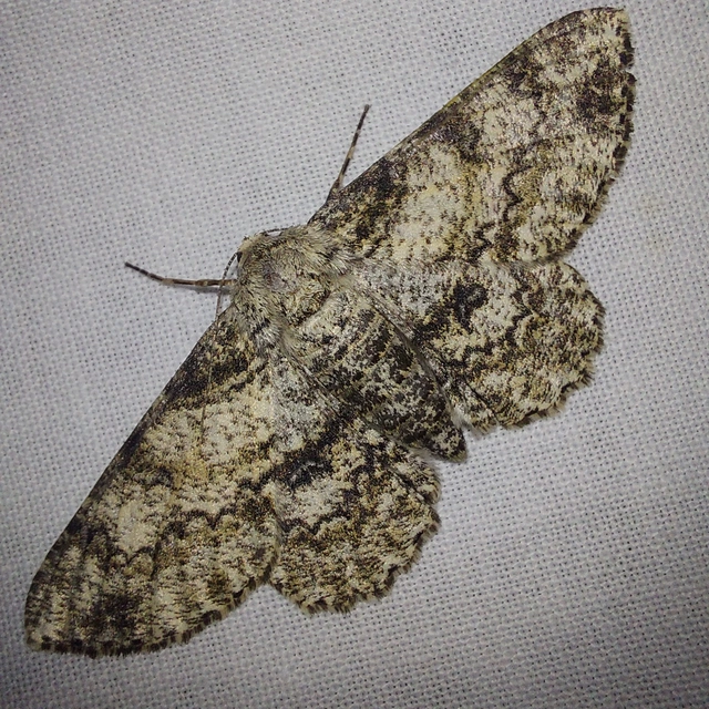 Ascotis selenaria - holdas faaraszoló
