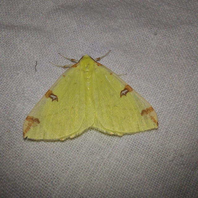 Opisthograptis luteolata - citromsárga araszoló