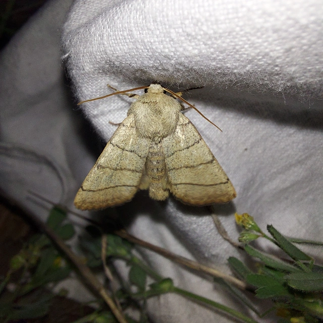 Charanyca trigrammica - háromsávos lombbagoly