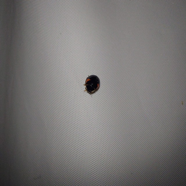 Adalia bipunctata - kétpettyes katica