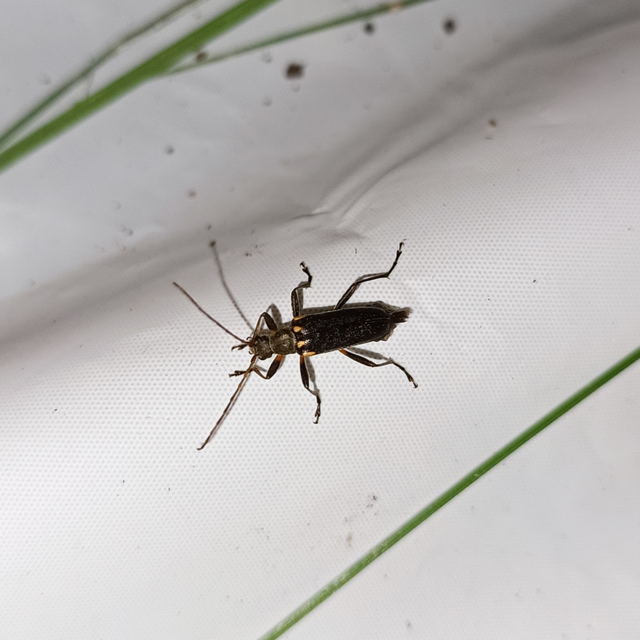 Cortodera humeralis - négyfoltos cserjecincér