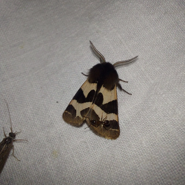 Watsonarctia deserta - tarka medvelepke