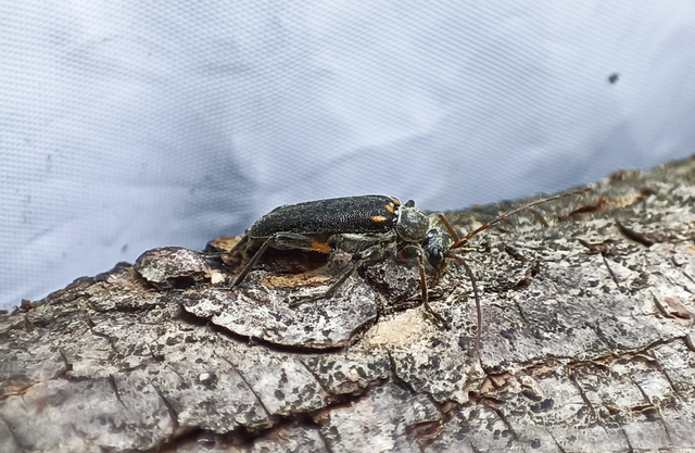 Cortodera humeralis - négyfoltos cserjecincér