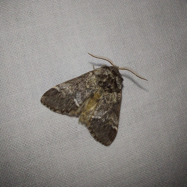 Drymonia dodonea - bélyeges púposszövő