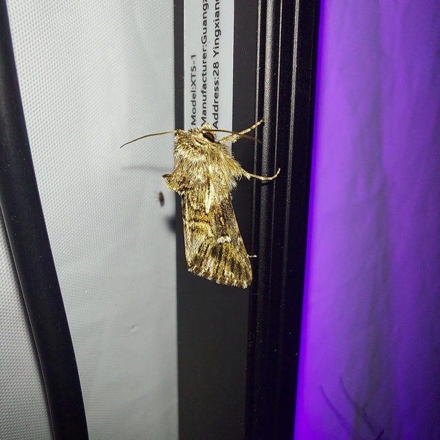 Calophasia lunula - gyújtoványfű-apróbagoly