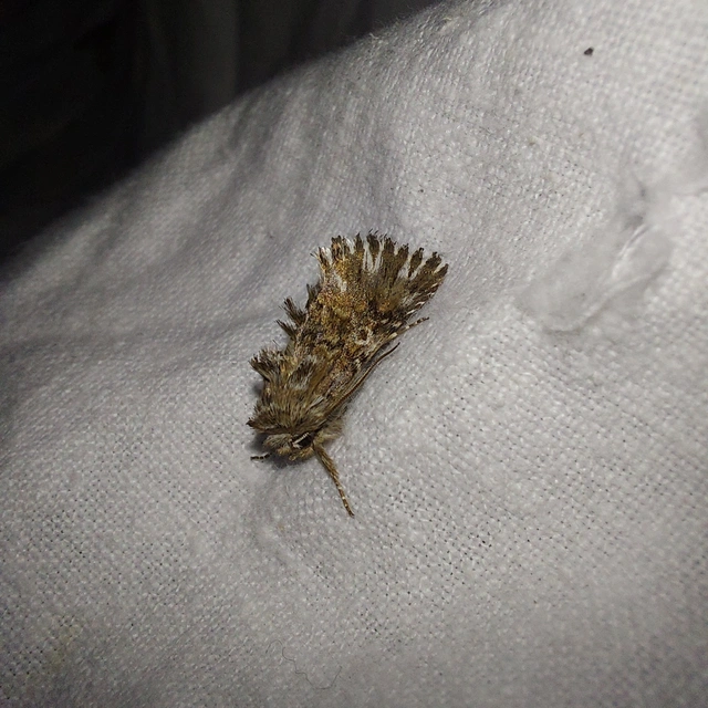 Omphalophana antirrhinii - oroszlánszáj-apróbagoly