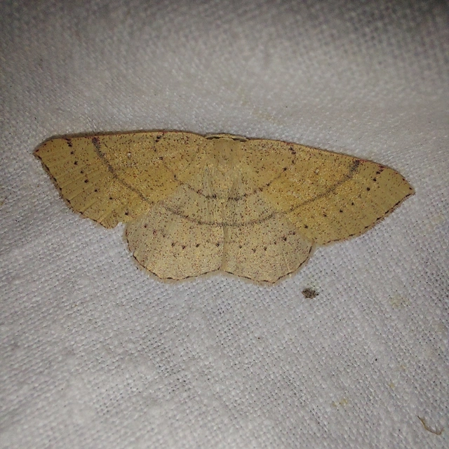 Cyclophora ruficiliaria - vörösrojtú pettyesaraszoló