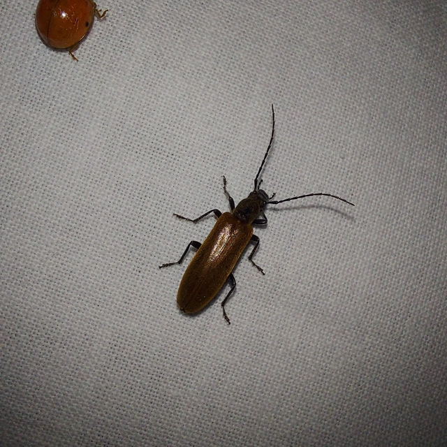 Sparedrus testaceus - szőrös álcincér