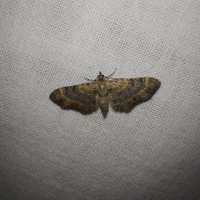 Eupithecia linariata - vonalas törpearaszoló