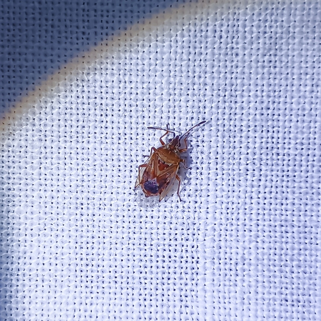Kleidocerys resedae - nyírbodobács