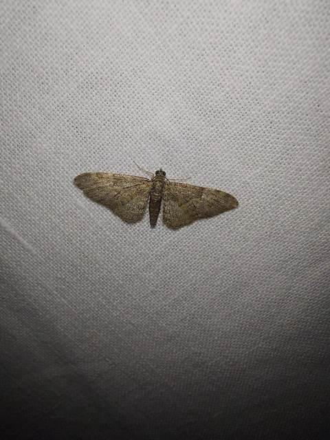 Eupithecia abbreviata - korai törpearaszoló