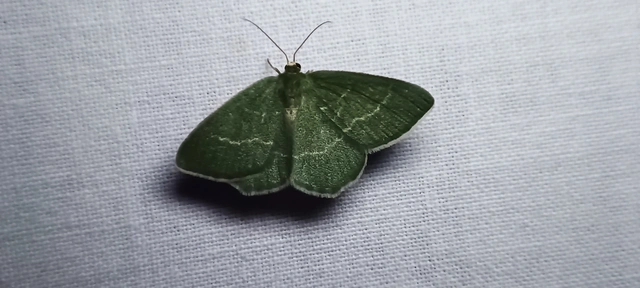 Chlorissa cloraria - sárgászöld araszoló