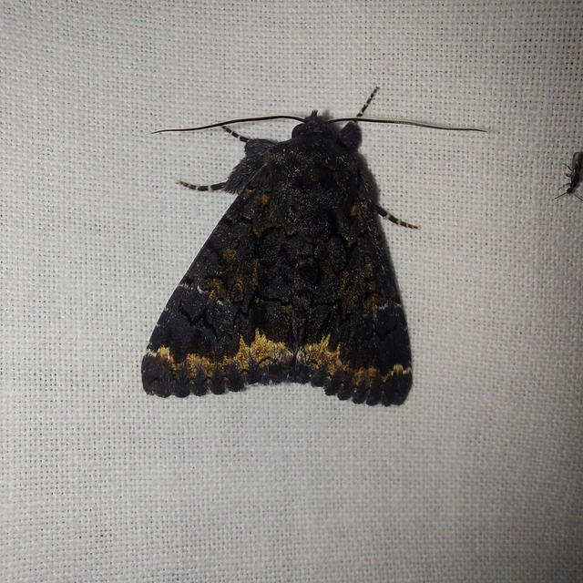 Catephia alchymista - fekete övesbagoly